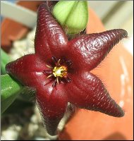 Stapelia praetermissa 1